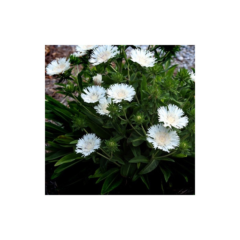 Stokezja biała cena