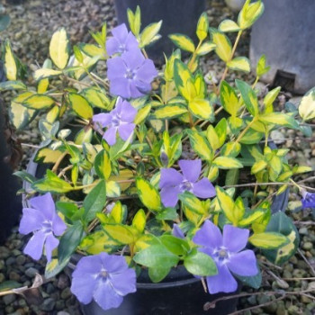 Barwinek Pospolity "Variegata"