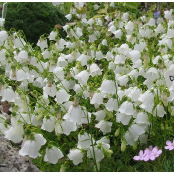 Dzwonek drobny "Bavaria White"