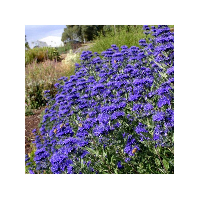 Barbula klandońska sadzonki