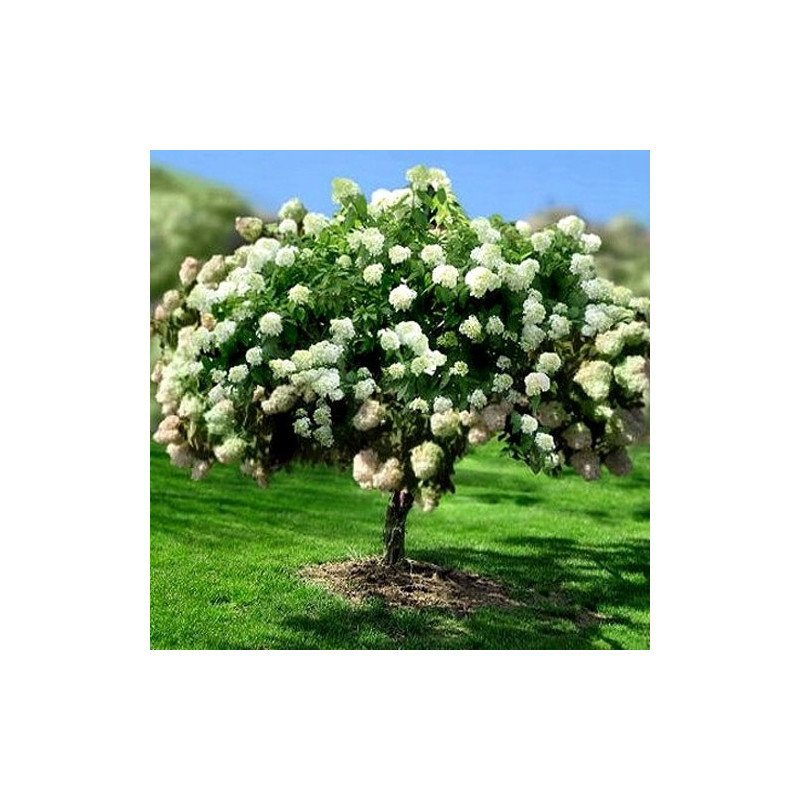 Hortensja bukietowa Phantom sadzonka