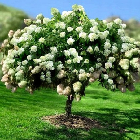 Hortensja bukietowa Phantom sadzonka