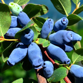 Jagoda kamczacka "L.Velikan"