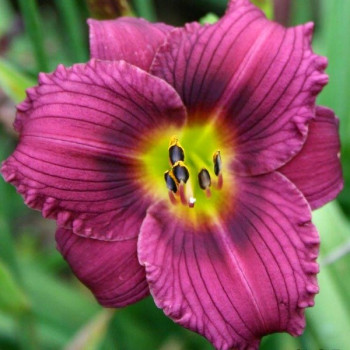 Liliowiec Little Grappete