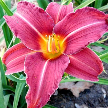 Liliowiec EENIE FANFARE