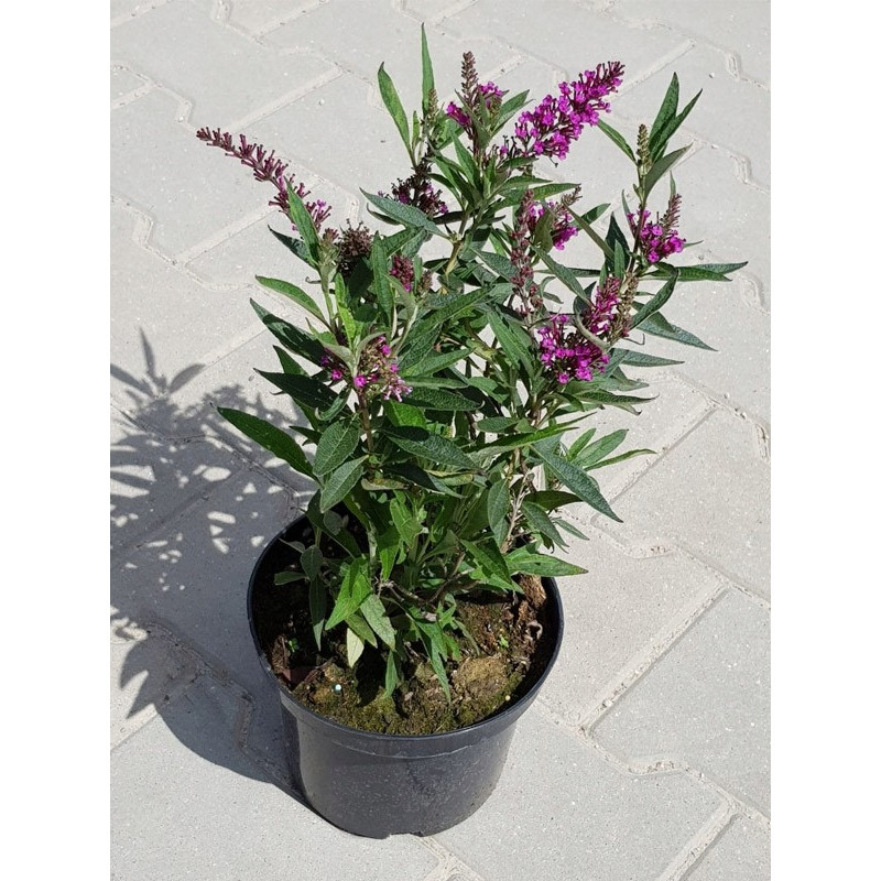 Budleja Butterfly Tower sadzonka