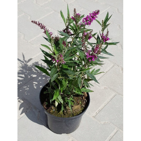 Budleja Butterfly Tower sadzonka