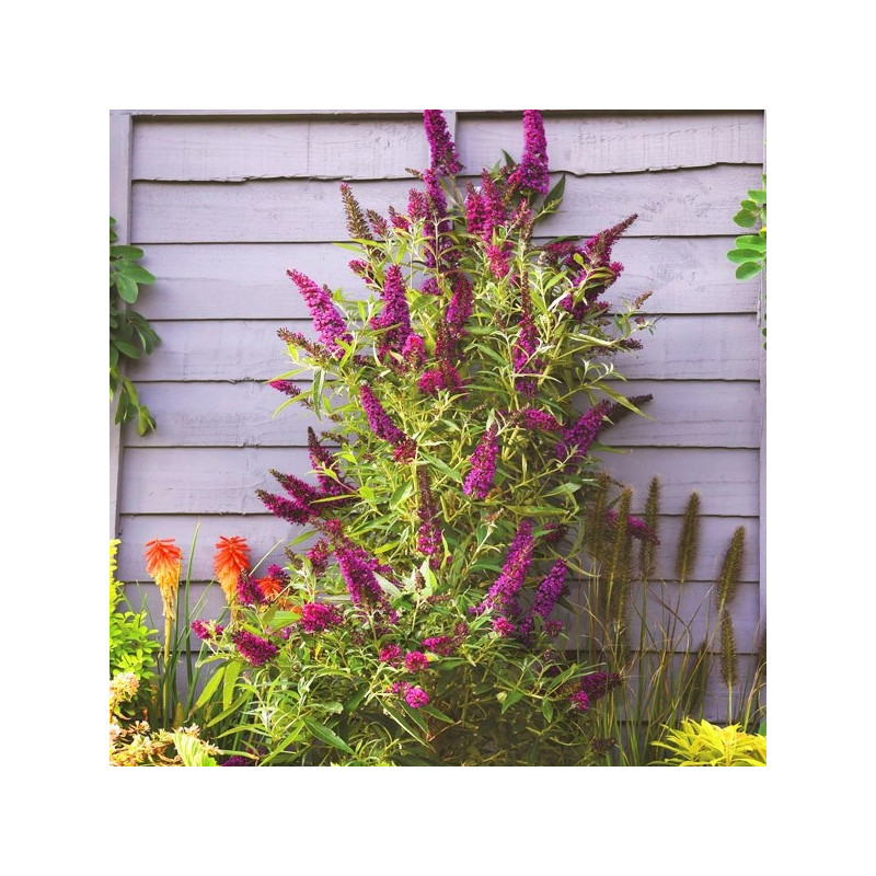 Budleja Butterfly Tower