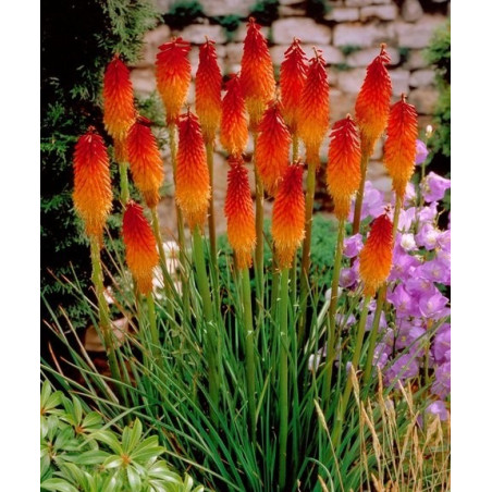 Trytoma płomień afryki sklep