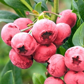 Borówka amerykańska "Pink Lemonade" - SADZONKA