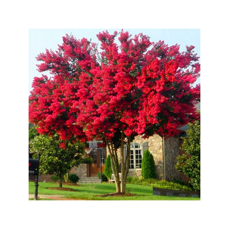 Lagerstroemia czerwona