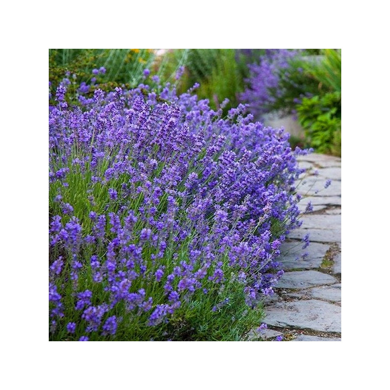 Lawenda wąskolistna munstead