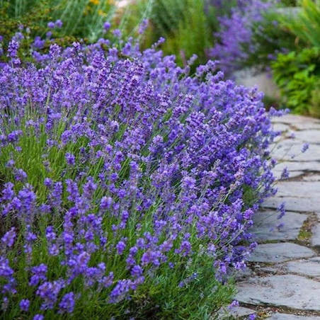 Lawenda wąskolistna munstead