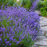 Lawenda wąskolistna munstead