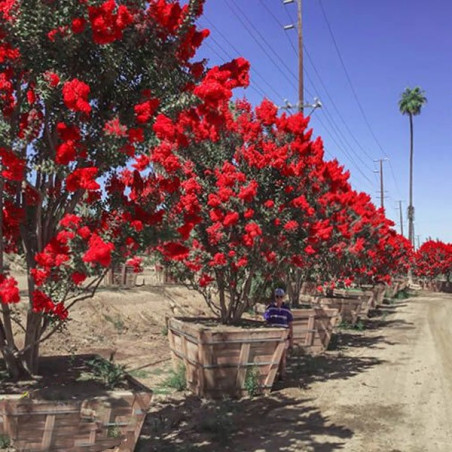 Lagerstroemia czerwona cena