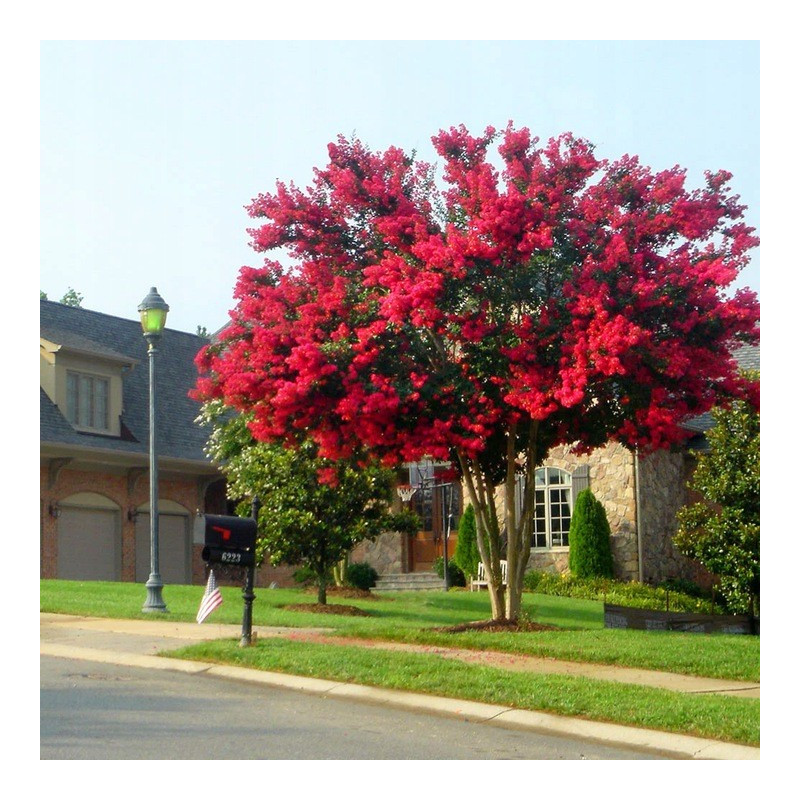 Lagerstroemia czerwona sadzonki