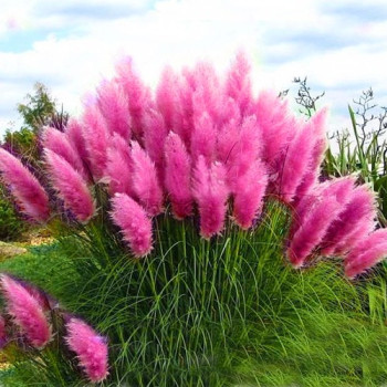 Trawa pampasowa sklep