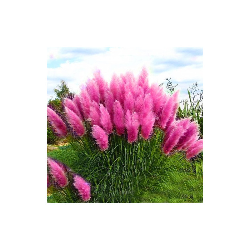 Trawa pampasowa sklep