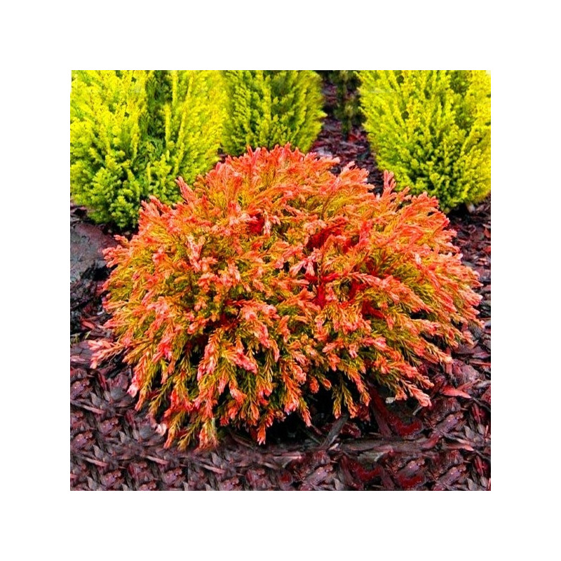 Żywotnik zachodni Golden Tuffet