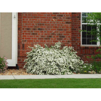 Pięciornik Krzewiasty "Abbotswood"