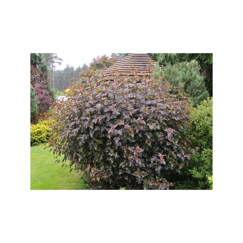 Pęcherznica kalinolistna Red Baron