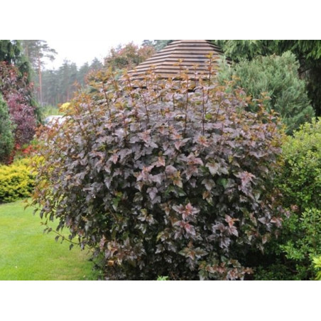 Pęcherznica kalinolistna Red Baron