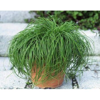 Turzyca wiosenna 'The beatles'