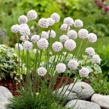 Zawciąg szerokolistny 'Ballerina White'