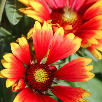GAILLARDIA aristata 'Bijou'
