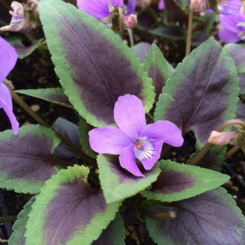 Fiołek (Viola) "Heartthrob"