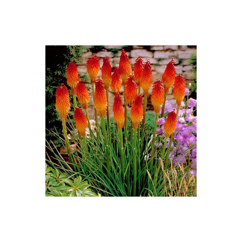 Trytoma płomień afryki cena