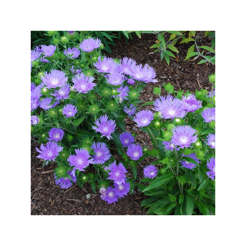 Stokezja niebieska cena