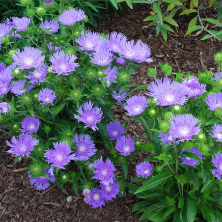 Stokezja niebieska cena