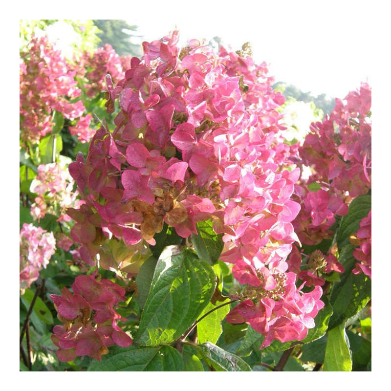 Hortensja bukietowa Mega Mindy