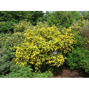 Pięciornik Krzewiasty "Gold Star"