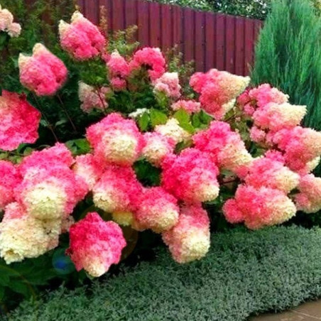 Hortensja bukietowa Renhy Vanille Fraise