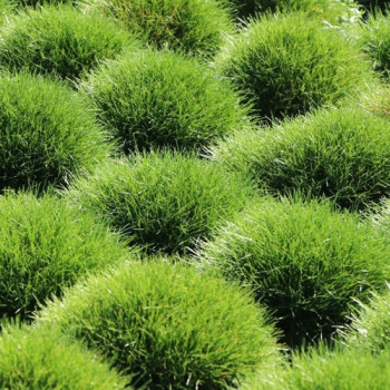 Kostrzewa Gautiera 'Pic Carlit'