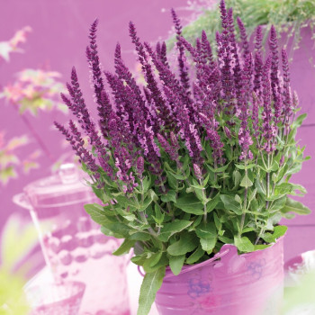 Szałwia omszona "Sensation Compact Bright Rose"