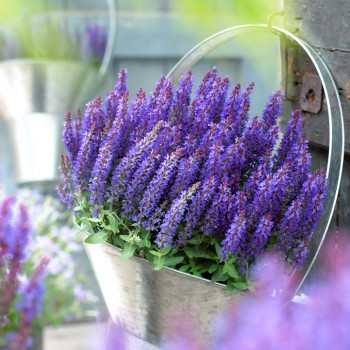 Szałwia omszona "Sensation Compact Deep Blue"