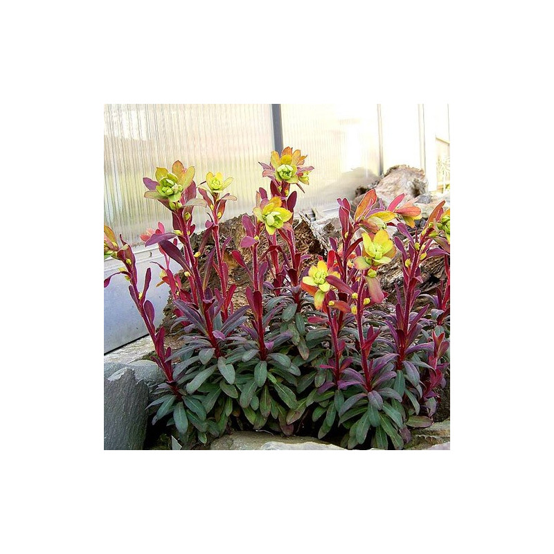 Wilczomlecz migdałolistny Purpurea cena