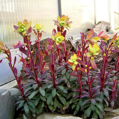 Wilczomlecz migdałolistny Purpurea cena