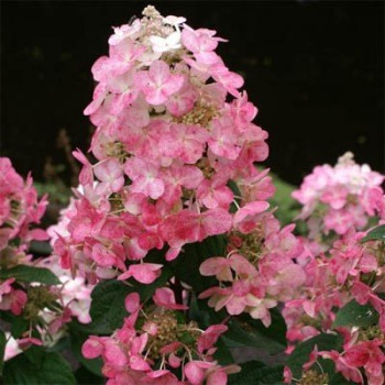 Hortensja Bukietowa 'MAGICAL VESUVIO'