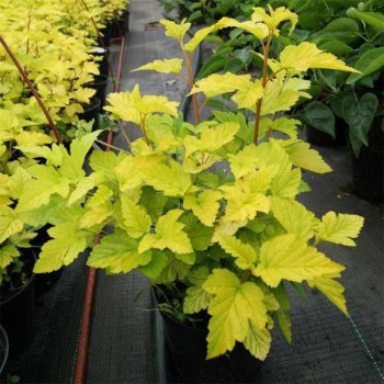 Pęcherznica Kalinolistna "Luteus"