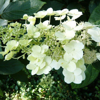 Hortensja bukietowa ''Polestar"