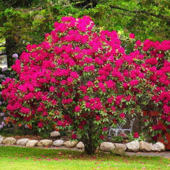 Różanecznik Nova Zembla