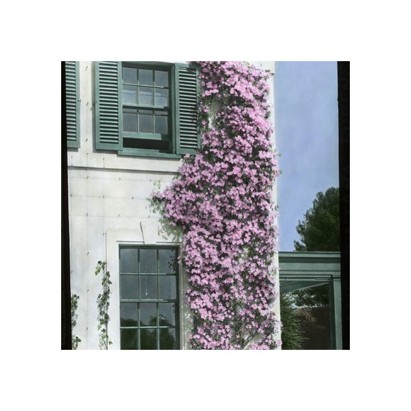 Powojnik górski Montana cena