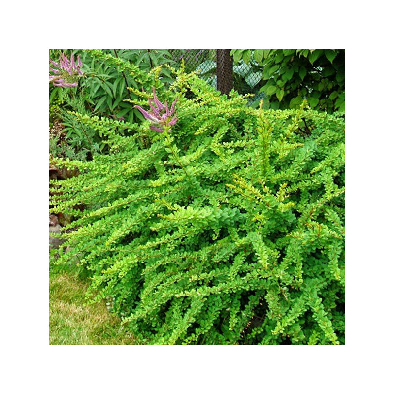 berberys green carpet