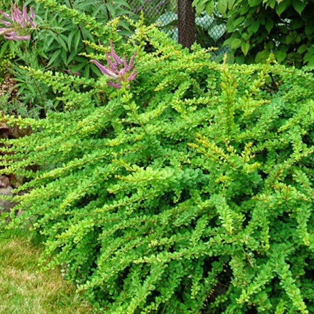 berberys green carpet