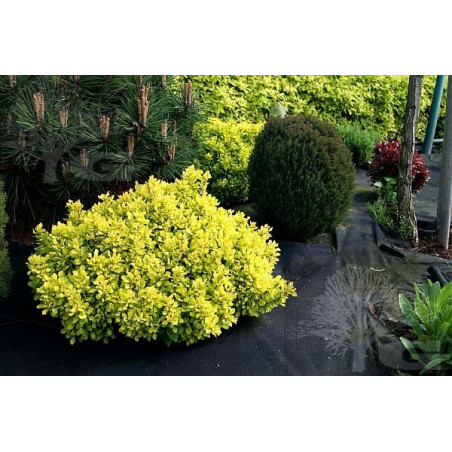 berberys żólty sklep