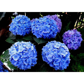 Hortensja ogrodowa  'Jip Blue'